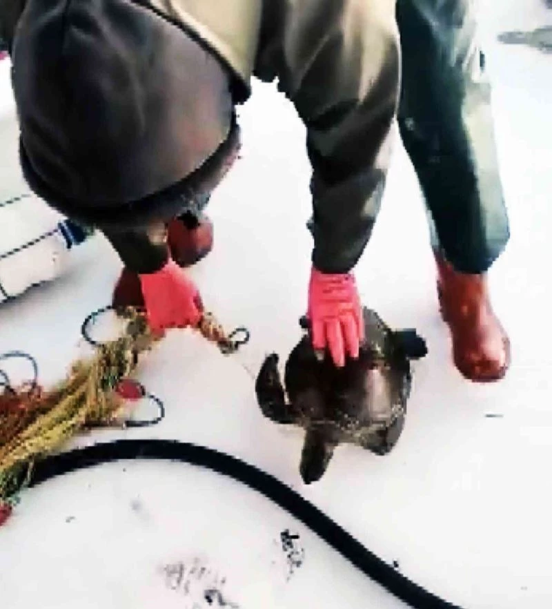 Ağlara takılan kaplumbağayı tekrar denize bıraktı
