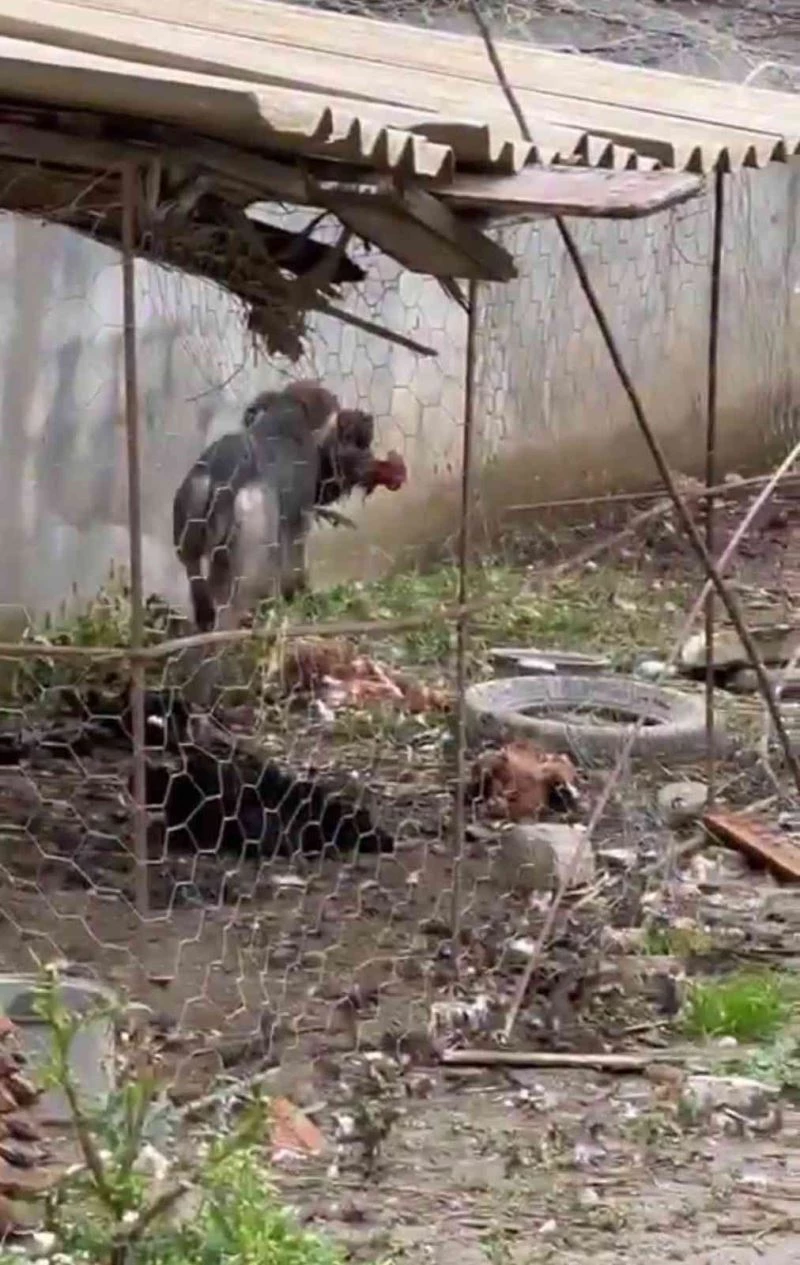 Hatay’da sokak köpeklerinin kümese saldırdığı anlar böyle görüntülendi
