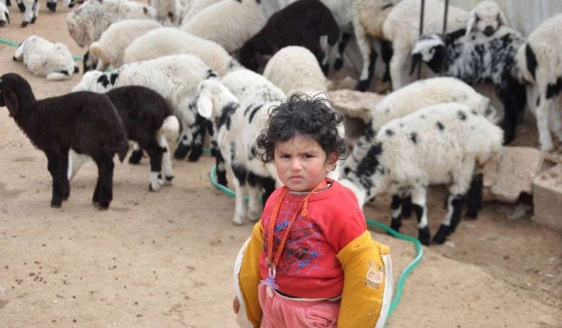 Şanlıurfa’da göçerlerin göç hazırlığı başladı
