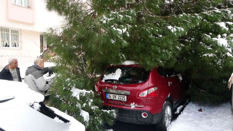 Maltepe’de yoğun kara dayanamayan ağaç, park halindeki 2 aracın üstüne devrildi

