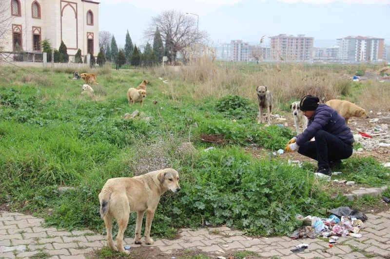 Zeybek mahallesinin en büyük sorunu sokak köpekleri oldu
