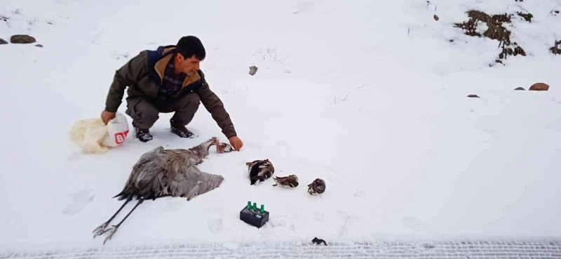 Bingöl’de kaçak avcılar turna ve 3 ördeği vurdu
