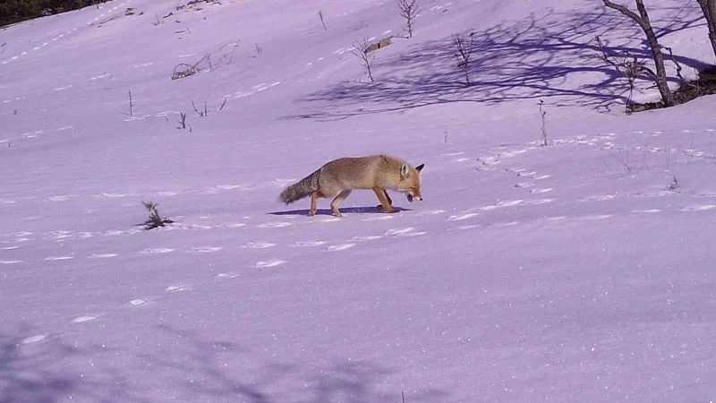 Kırıkkale’nin yaban hayatı fotokapanlara yansıdı
