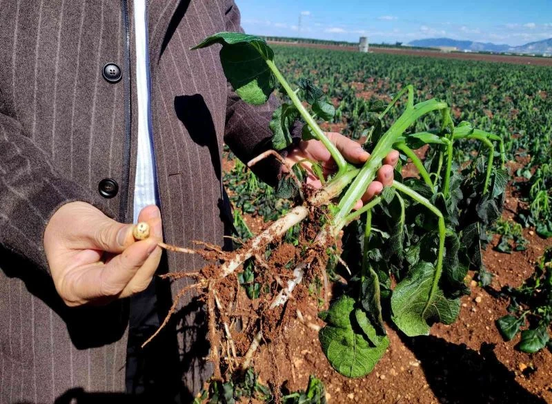 Turfanda patatesi don vurdu
