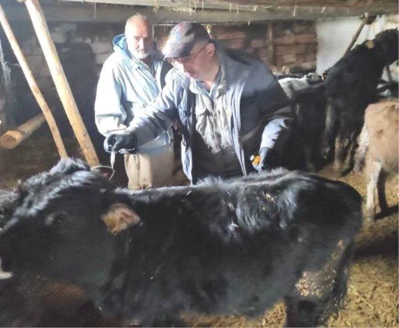 Emet’te ’’Şap’’ aşısı ve küpeleme çalışmaları
