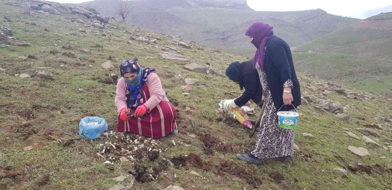 Derecik’te kenger bitkisini toplama sezonu başladı
