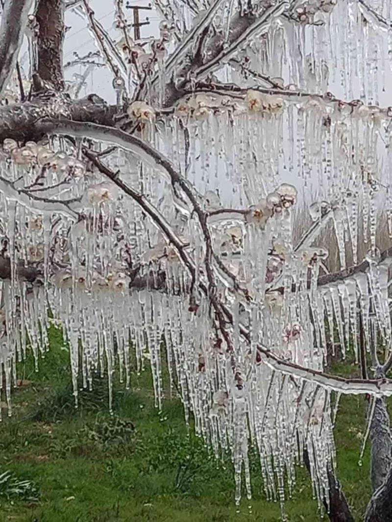 Mersin’de kayısı bahçelerini don vurdu
