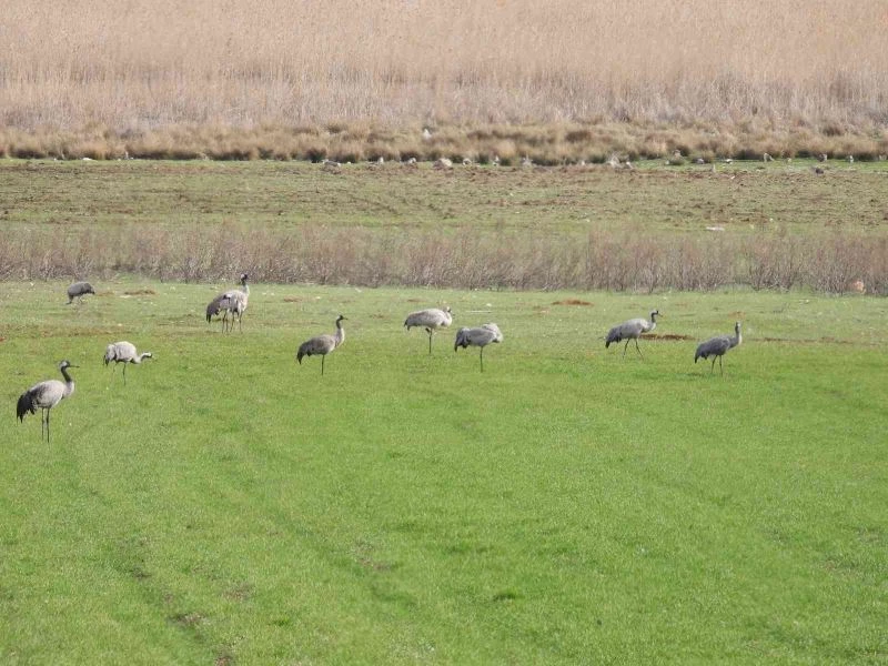 Binlerce göçmen kuş Gölbaşı’nda konakladı
