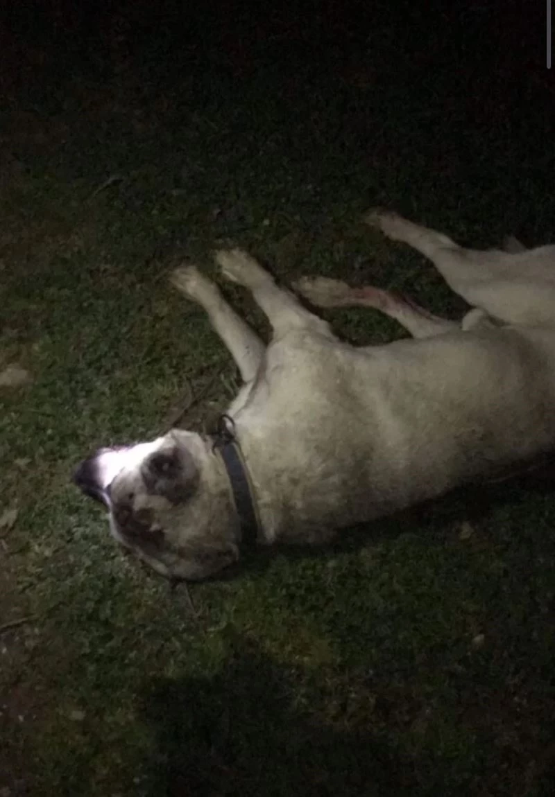Eski muhtarın tüfekle köpekleri vurduğu iddiası
