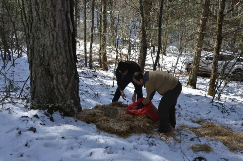 Yaban hayvanlar beslendi
