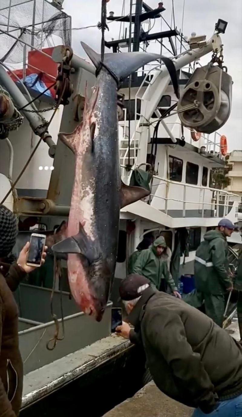 Didimli balıkçıların ağına köpekbalığı takıldı
