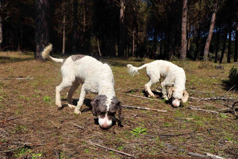 Dünyanın en pahalı mantarı ‘trüf’ü radar köpekler buluyor
