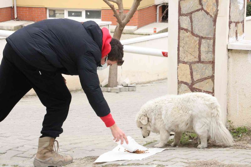 Vicdansızlar bunu da yaptı: Sokak hayvanlarının mama kaplarını çaldılar
