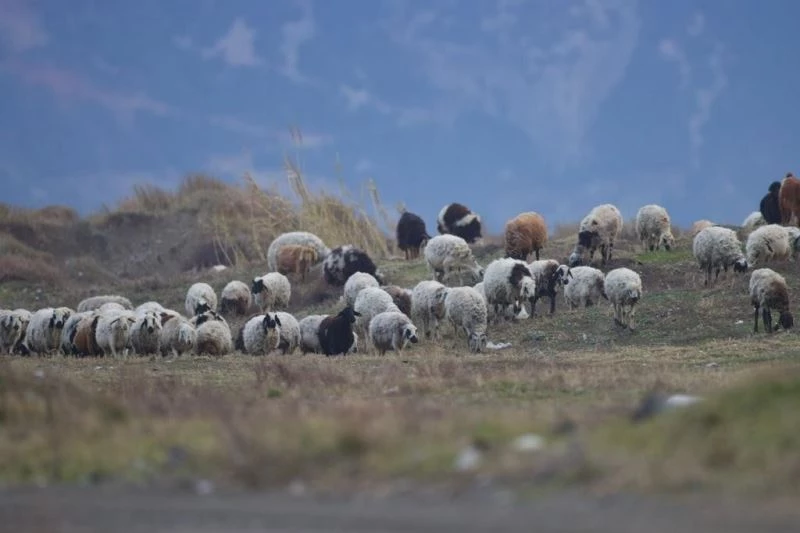 Nesli tehlike altında olan kum zambakları tahrip edildi
