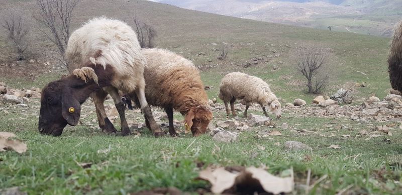 Derecik’te koyunlar meralara çıkmaya başladı
