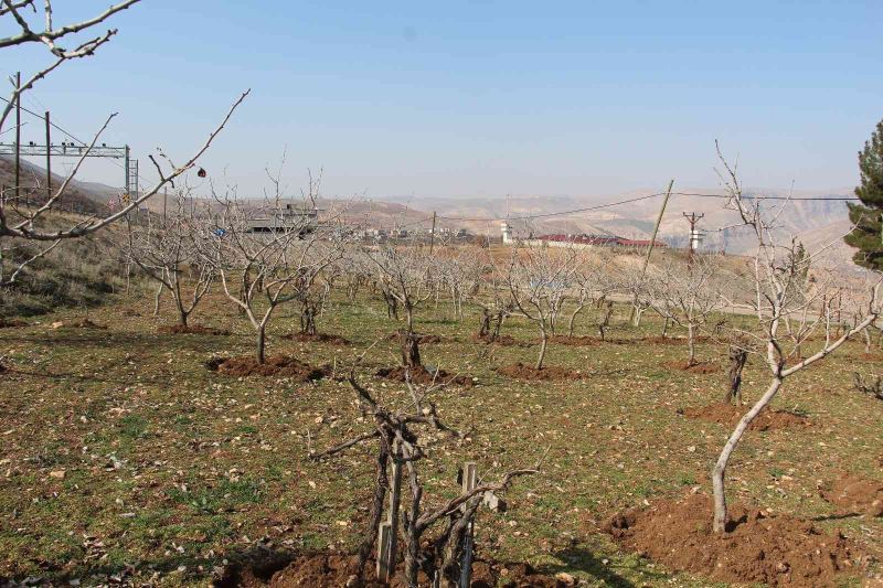 Yağışlar çiftçinin yüzünü güldürdü, rekoltede artış bekleniyor
