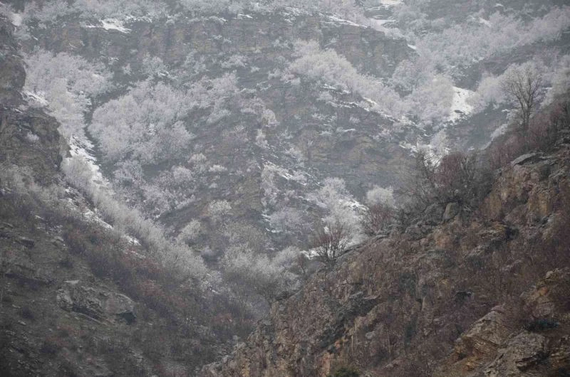 Ağaçlar baharda yeşil yerine beyaza büründü
