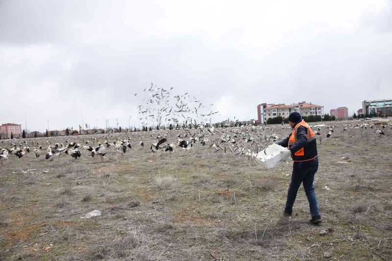 Fırtınada zorunlu iniş yapan leyleklere Konya Büyükşehir’den balık ikramı
