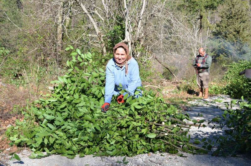 Antalya’da defne yaprağı orman köylüsünün geçim kaynağı oldu
