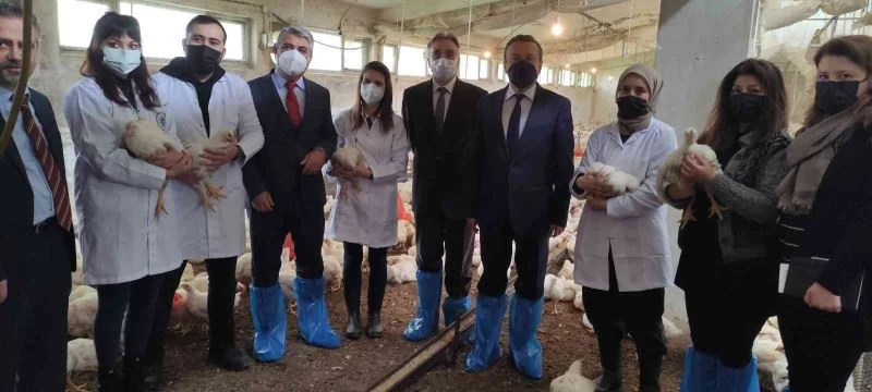 Uludağ üniversitesi köy tavuğu üretimine başladı