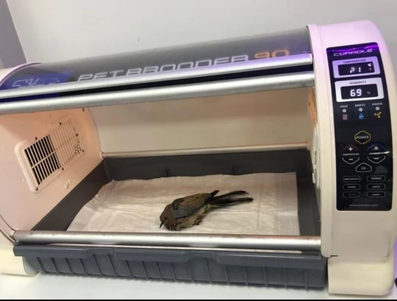 Yaralı kumruya belediye personelleri sahip çıktı
