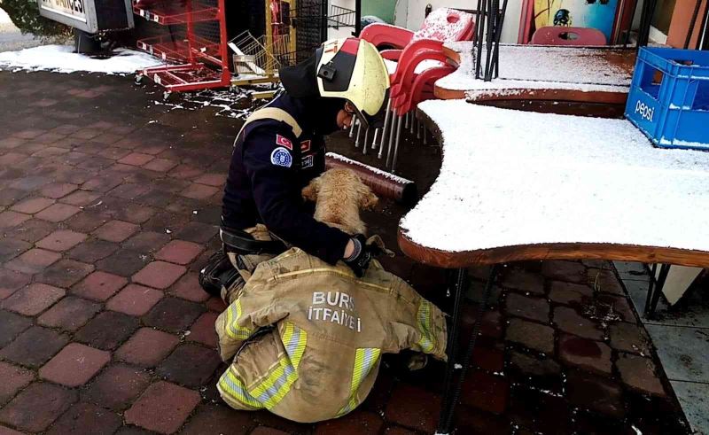 Göle düşen köpeği montuyla sararak ısıttı
