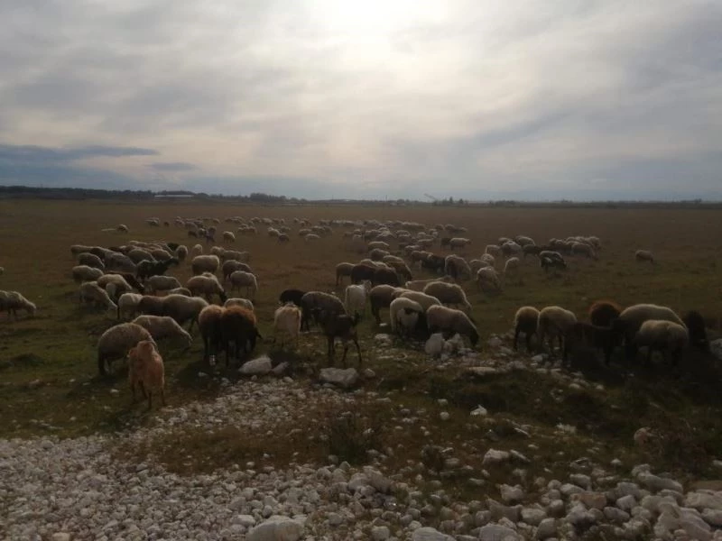 Yörük çadırında yangın çıktı, koyunları vatandaşlar kurtardı
