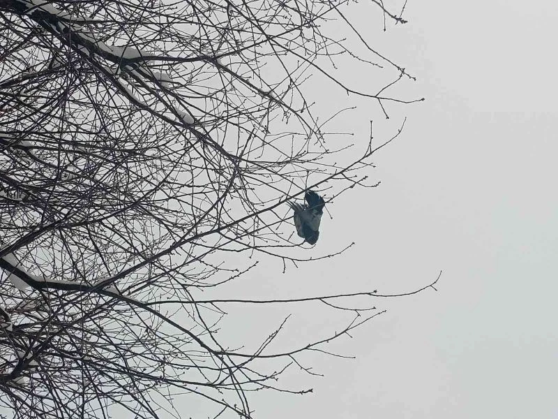 Ağaçta donan kuş asılı kaldı
