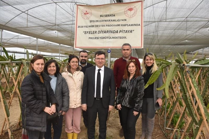 Efeler Kaymakamı Şahin pitaya üreticileri ile görüştü
