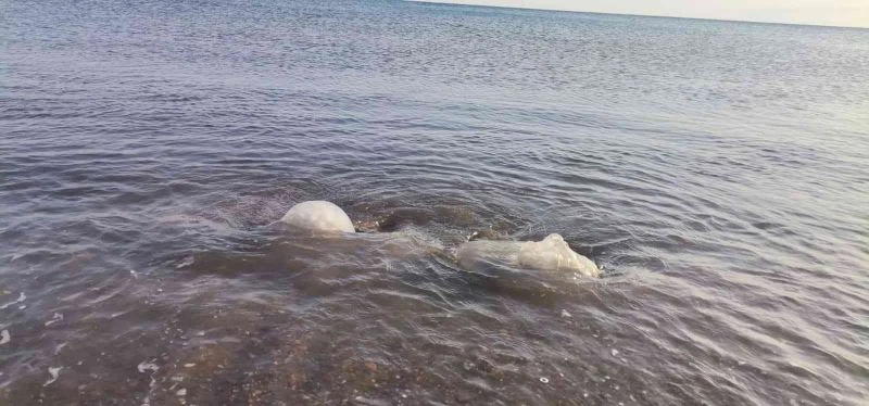 Yüzlerce denizanası kıyıya vurdu, profesör uyardı: “Yakınına yaklaşmayın ve dokunmayın”
