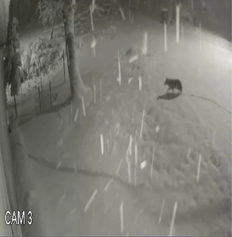 Yiyecek bulamayan kurtlar kent merkezine indi
