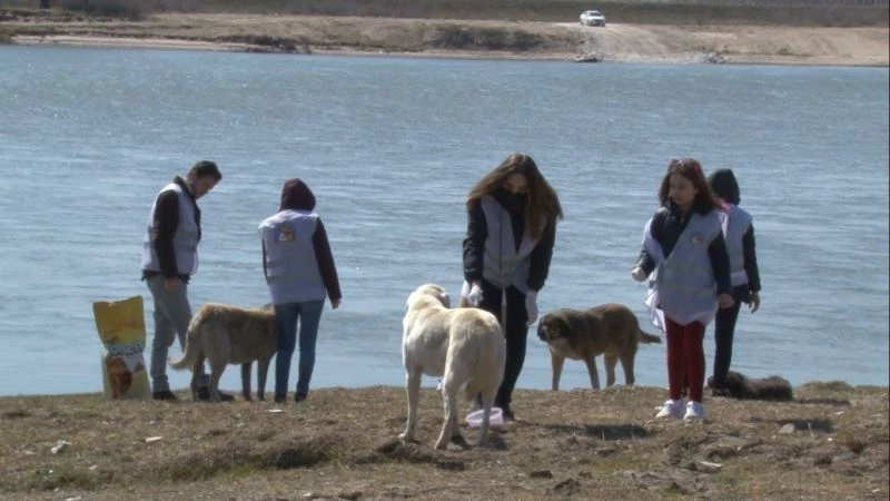 Gönüllü gençler kırsal bölgedeki hayvanları unutmadı
