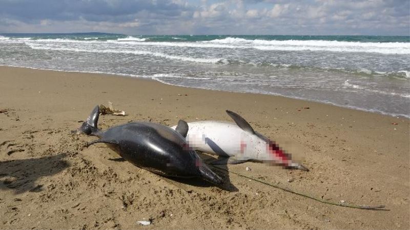 Sinop’taki yunus balığı ölümleri araştırılıyor
