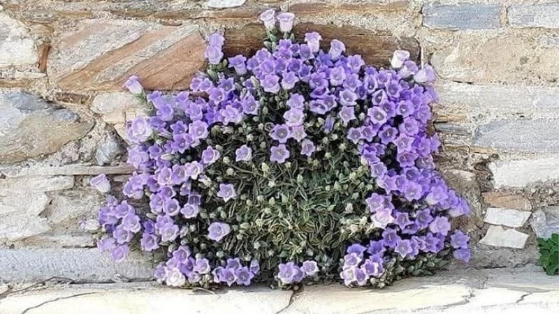 Söke’nin doğal süsü, koruma altına alınacak
