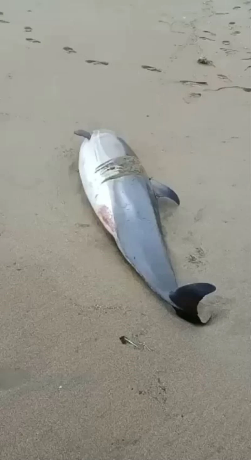 Ölü yunuslar sahile vurdu, vatandaş tepki gösterdi
