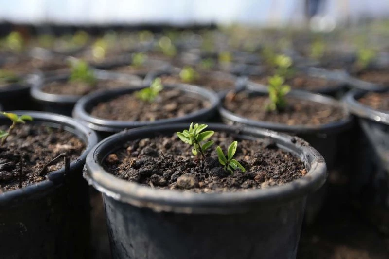 Pamukkale güzelliğini kendi ürettiği bitkilerden alıyor
