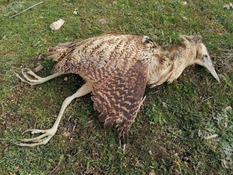 Nesli hızla tükeniyor: doğa fotoğrafçısının yaralı bulduğu balaban kuşu kurtarılamadı