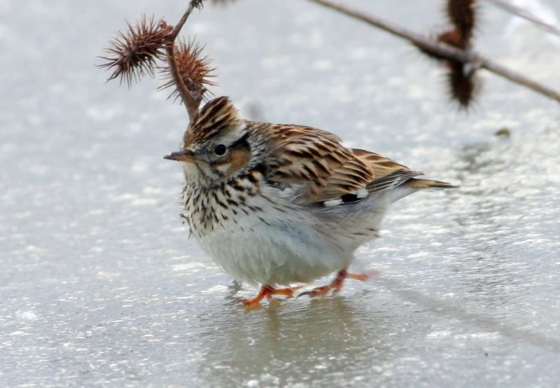 Hersek Lagünü 240 kuş türüne ev sahipliği yapıyor
