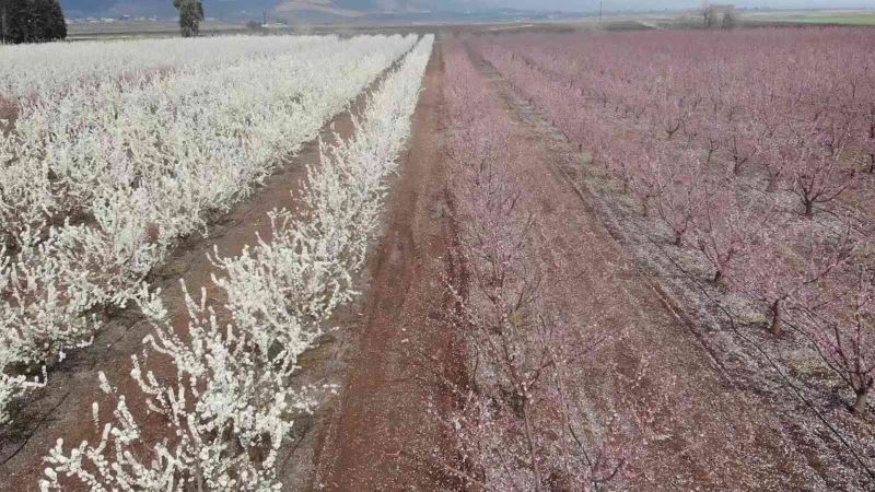 Çiçek açan meyve bahçeleri Amik Ovası’nı renklendirdi
