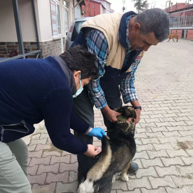 Kırklareli’nde kedi ve köpekler kuduz aşısı uygulanıyor
