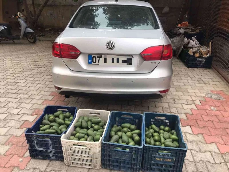 Bahçeden 4 kasa avokado çalan hırsızlık şüphelisi yakalandı
