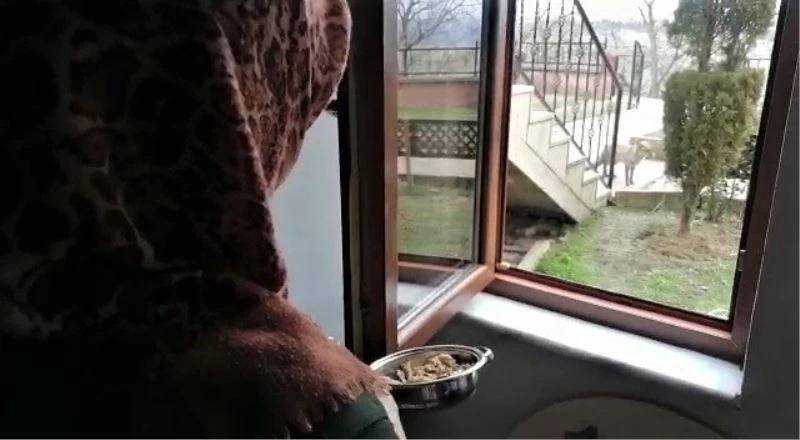 “O benim arkadaşım, uğurum” dediği tilkiyle diyaloğu tebessüm ettirdi
