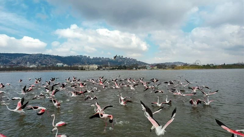Flamingoların görsel şöleni

