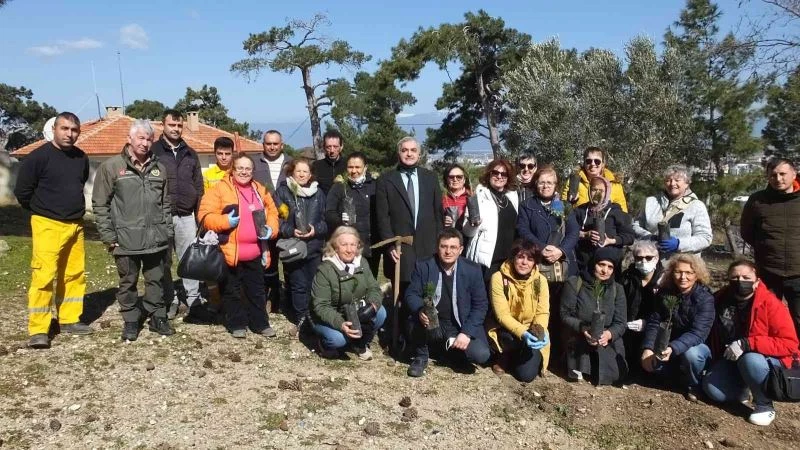 Balıkesir’de fıstıkçamı zeytine alternatif oldu
