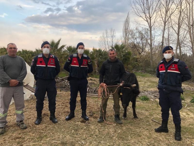 Kaybolan inek, jandarma tarafından bulunup sahibine teslim edildi
