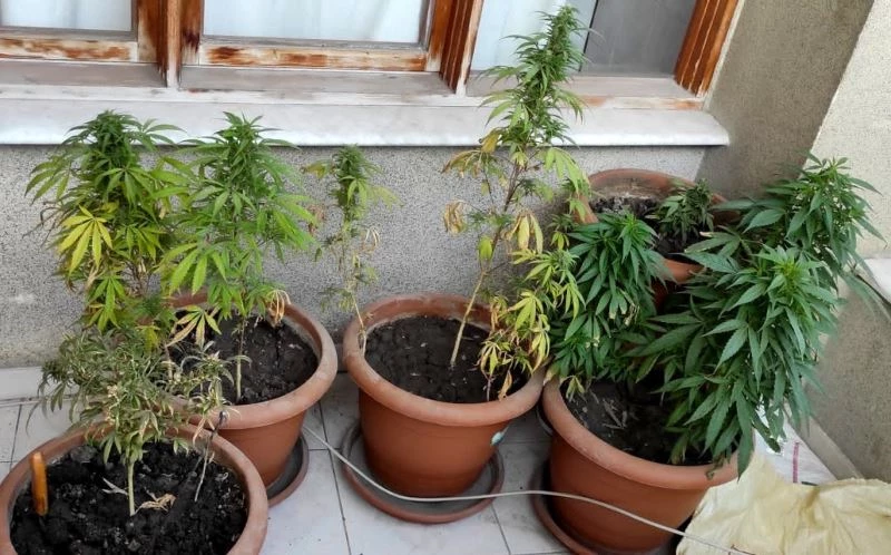 Evinin balkonunda kenevir yetiştiren şahıs gözaltına alındı
