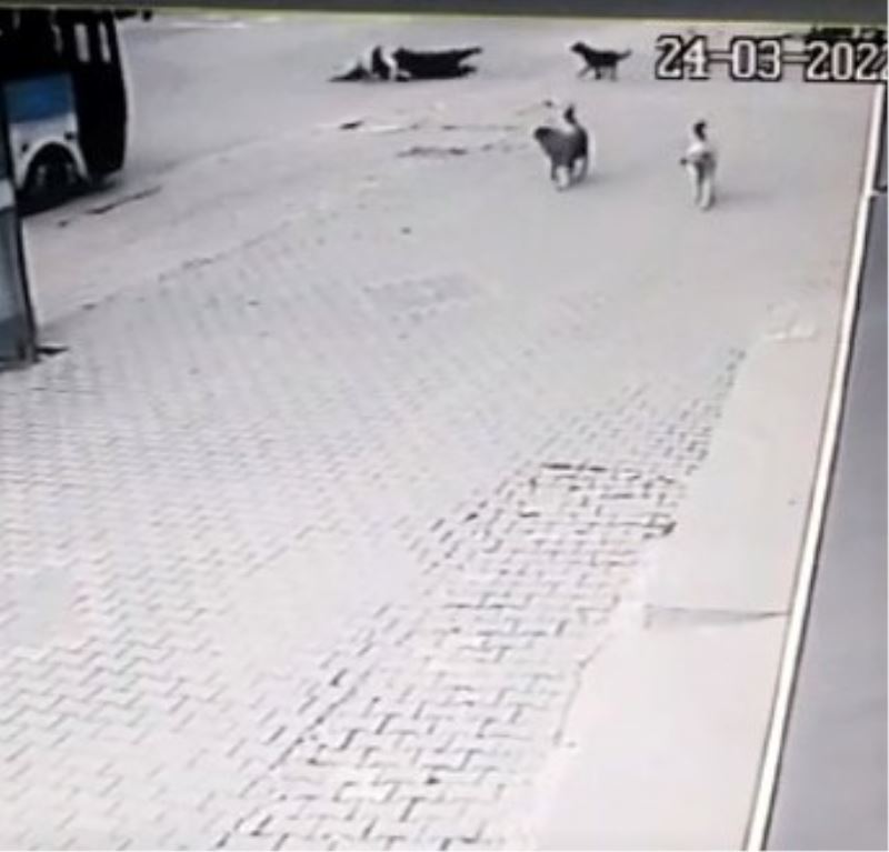 Köpeklerin saldırısından kaçarken aracın altında kalıyordu

