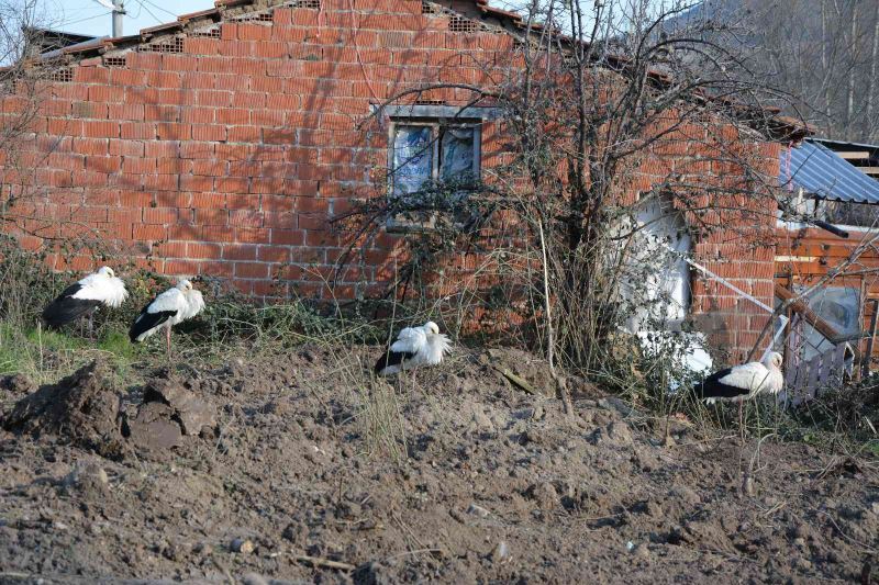 Soğuktan etkilenen leyleklere belediye ve veteriner kontrolü
