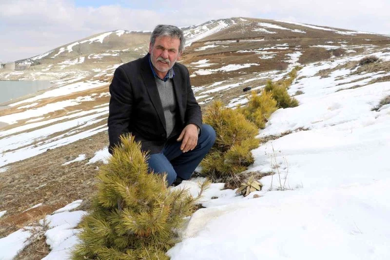 Büyük umutlarla oluşturulmak istenen orman, keçilere yem oldu
