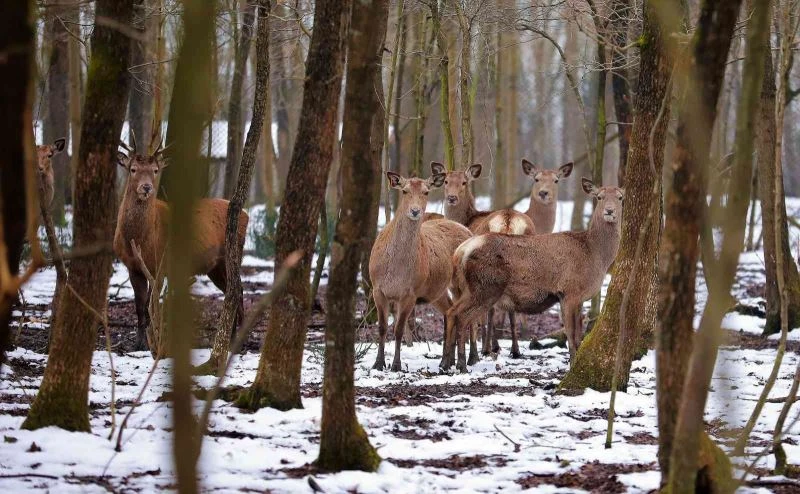 Doğal yaşamın geyik ve ceylanları, 20 taneydi 200 oldu
